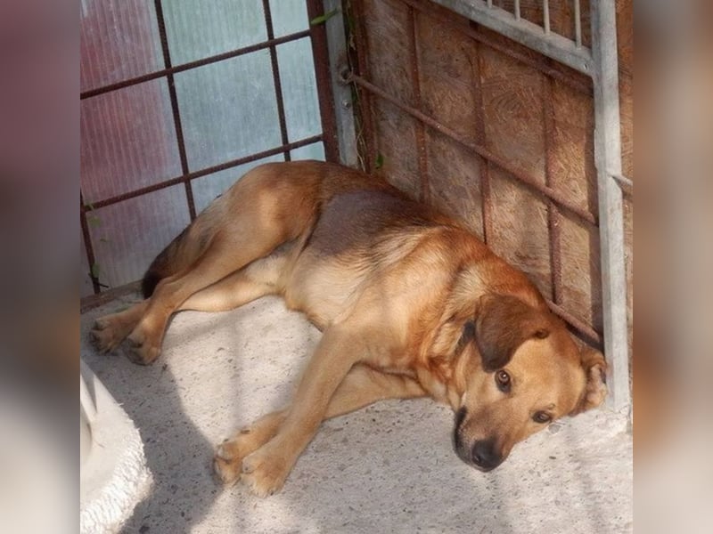 YON - der hübsche Rüde hat einen etwas schwierigen Charakter - wer gibt ihm eine Chance?