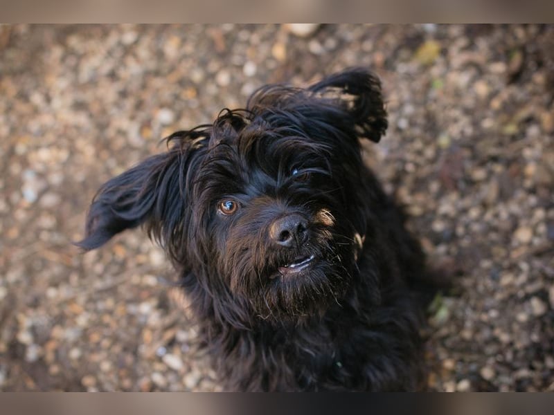 CAYO  - ich freue mich auf tolle Abenteuer mit meinen Menschen!