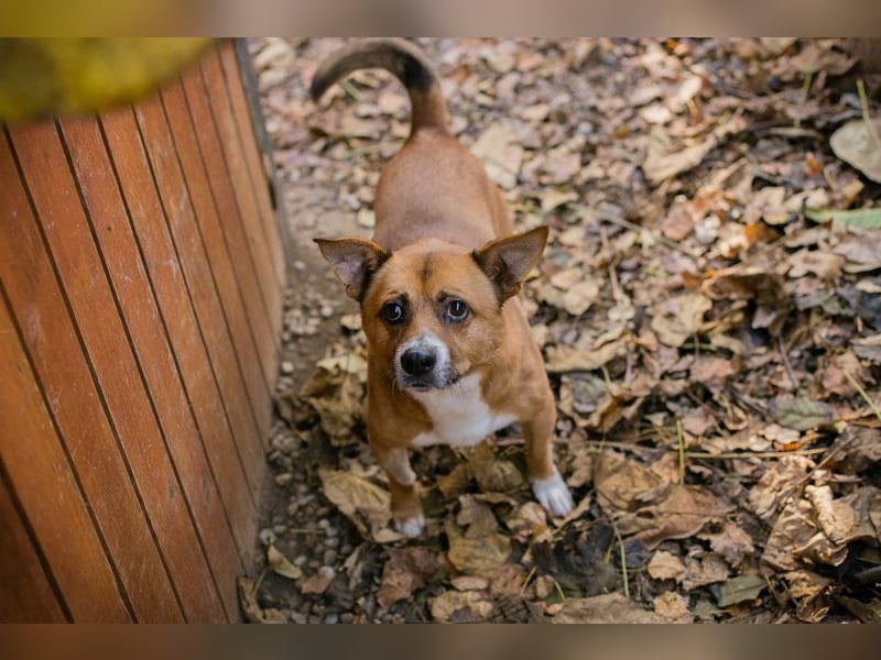 Chip 123494  - ich freue mich auf meine eigene Familie!