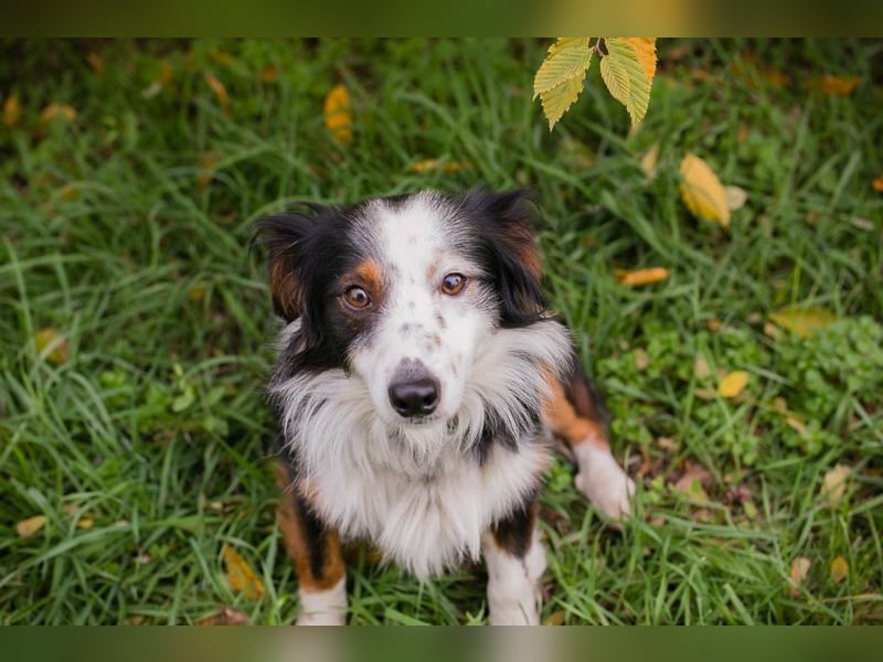 SCHMITTCHEN - der lustige und verspielte Rüde freut sich auf tolle Abenteuer mit seiner Familie