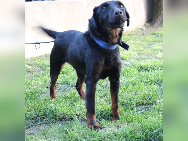 JULLY R. - das Energiebündel sucht liebe Menschen mit Hundeerfahrung