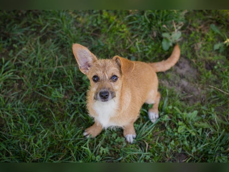 Welpe EMMA - die aufgeweckte kleine Maus freut sich auf ein tolles Für-Immer Zuhause Welpe EMMA - die aufgeweckte kleine Maus freut sich auf ein tolles Für-Immer Zuhause