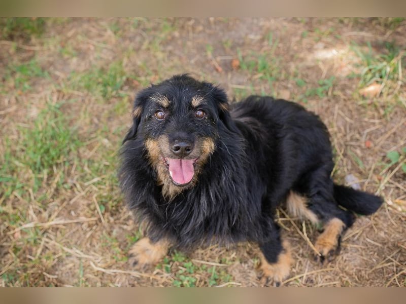 GAUDI - ich möchte so gerne ein richtiger Familienhund sein!