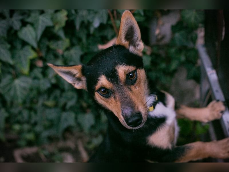 Chip-Nr. 257463 - schmusen, spielen, lernen - welche liebe Familie schenkt mir ihr Herz?