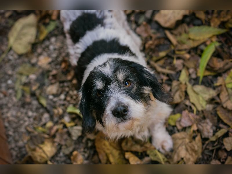 Chip-Nr- 255536 - schmusen, lernen, spielen... ich warte sehnsüchtig auf ein eigenes Zuhause