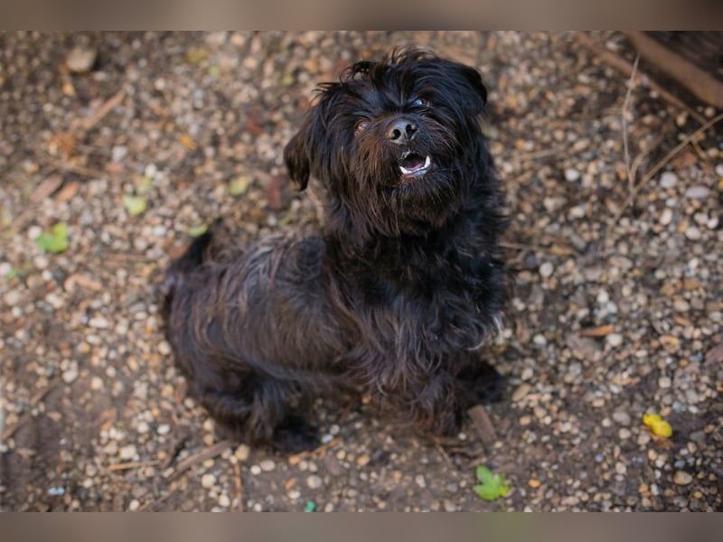 CAYO - ich freue mich auf tolle Abenteuer mit meinen Menschen!