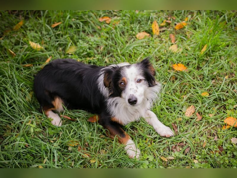 SCHMITTCHEN - der lustige und verspielte Rüde freut sich auf tolle Abenteuer mit seiner Familie
