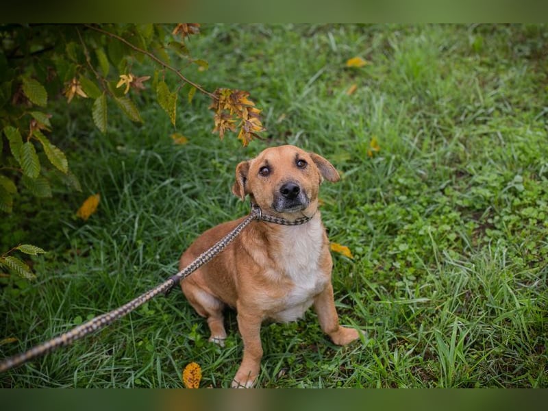 SCOTTY -  ich bin auf der Suche nach einem tollen Zuhause! SCOTTY -  ich bin auf der Suche nach einem tollen Zuhause!