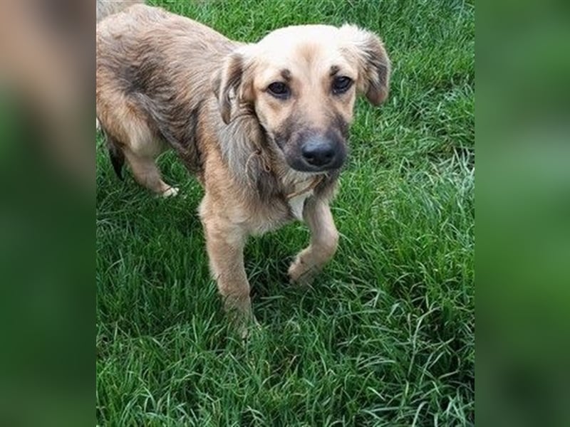 TILLY - wer schenkt mir ein schönes Für-Immer Zuhause?