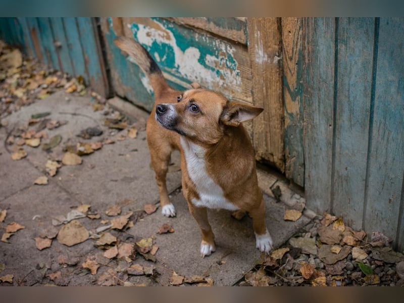 Chip 123494  - ich freue mich auf meine eigene Familie!