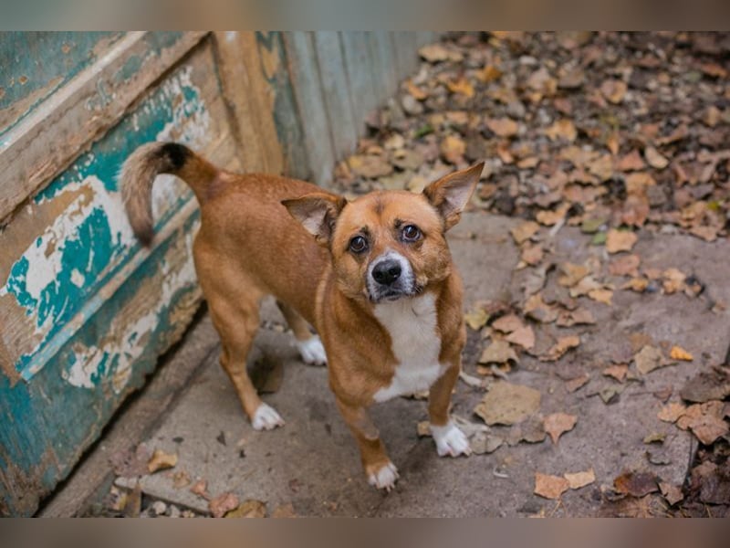 Chip 123494  - ich freue mich auf meine eigene Familie!