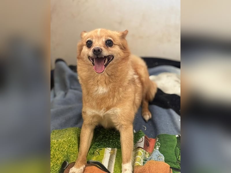 SELLY - die kleine Maus träumt von einem liebevollen Für-Immer Zuhause!