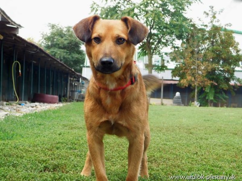YON - der hübsche Rüde hat einen etwas schwierigen Charakter - wer gibt ihm eine Chance?