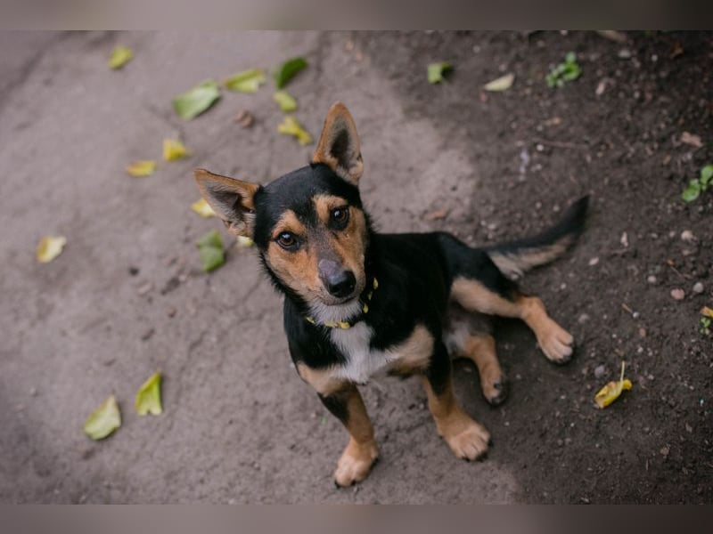 Chip-Nr. 257463 - schmusen, spielen, lernen - welche liebe Familie schenkt mir ihr Herz?