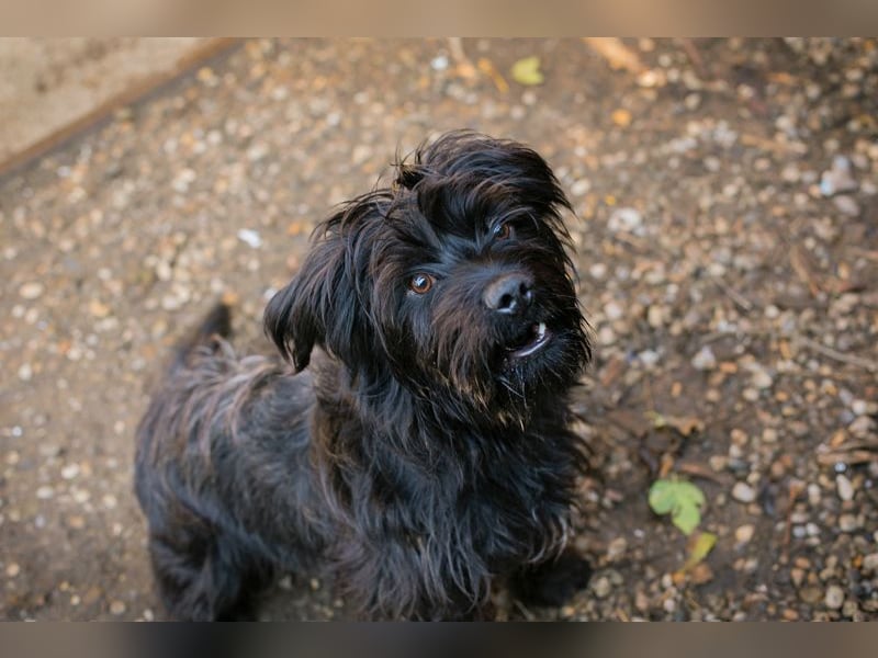 CAYO  - ich freue mich auf tolle Abenteuer mit meinen Menschen!