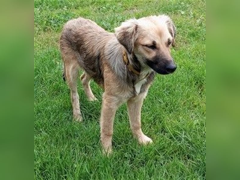 TILLY - wer schenkt mir ein schönes Für-Immer Zuhause?