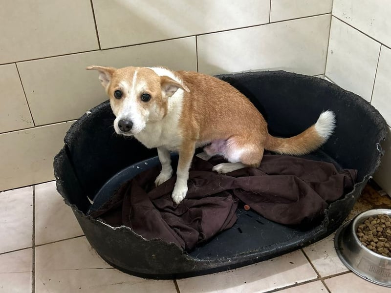 INTI - der süße Rüde ist noch etwas schüchtern und sucht eine geduldige Familie