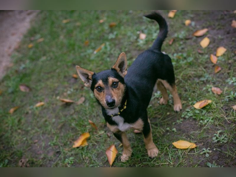 Chip-Nr. 257463 - schmusen, spielen, lernen - welche liebe Familie schenkt mir ihr Herz?