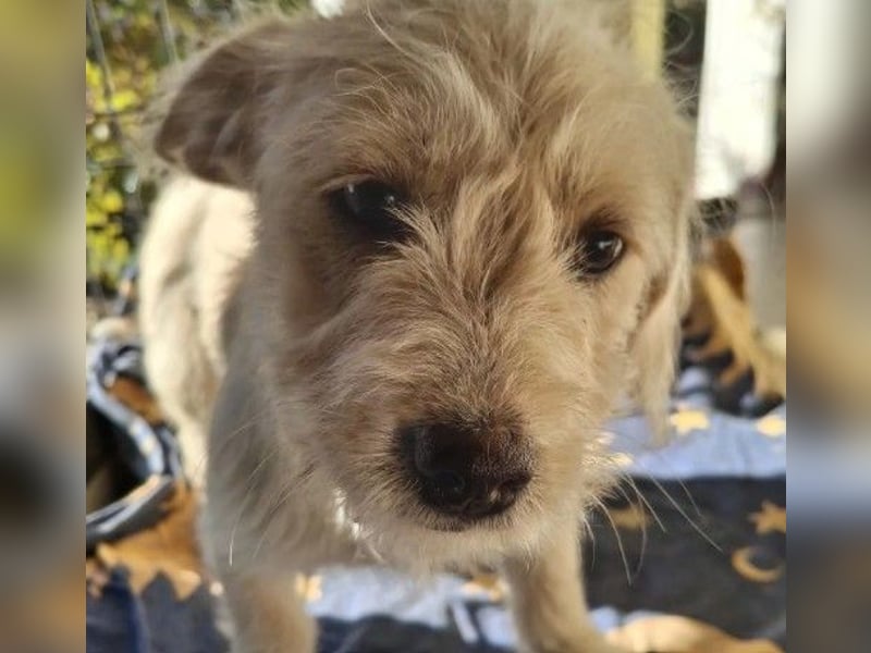 CHERIE - zauberhafte kleine Hündin sucht ihre Menschen CHERIE - zauberhafte kleine Hündin sucht ihre Menschen