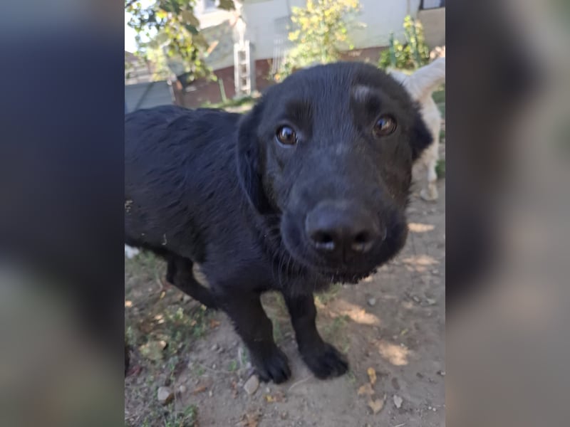 Hueco- verspielter Junghund