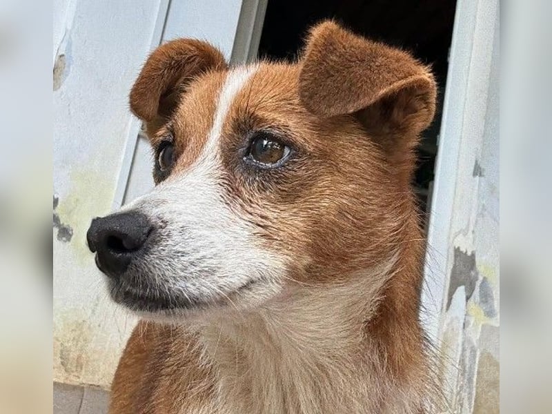 Verschmuste, liebenswerte Heidi sucht ihre Familie