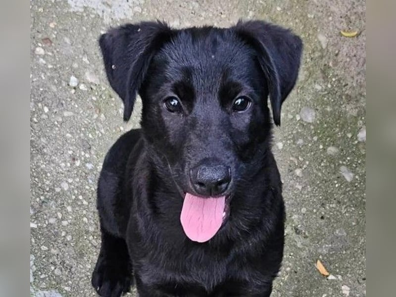 Hueco- verspielter Junghund