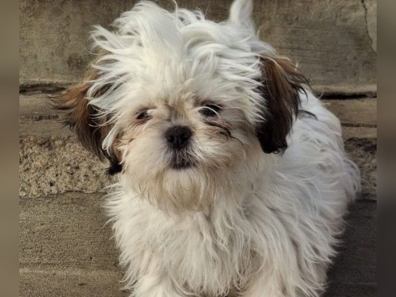 Freundliche, zauberhafte und liebe Lotti