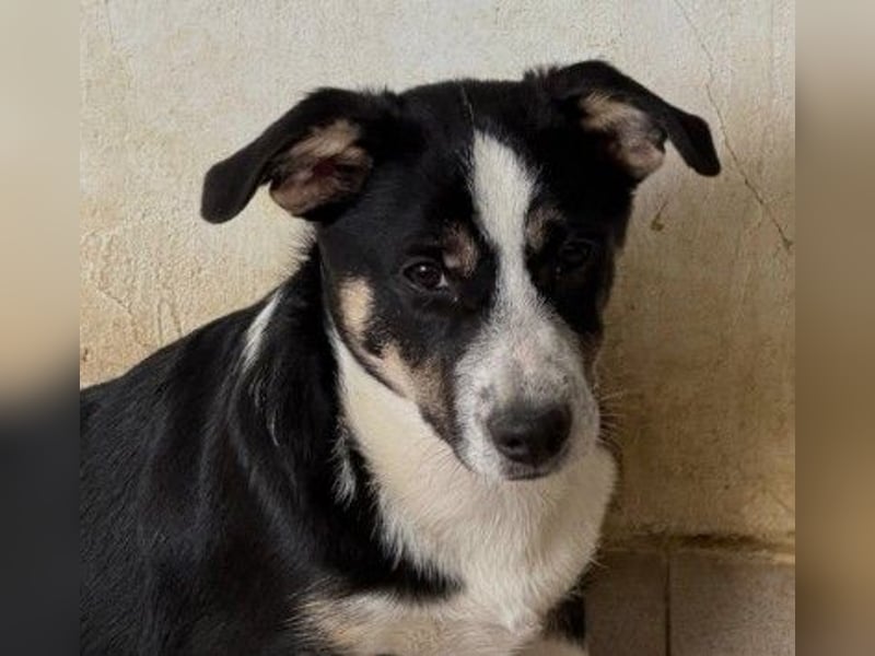Bezaubernder, kleiner Elliot sucht seine Familie