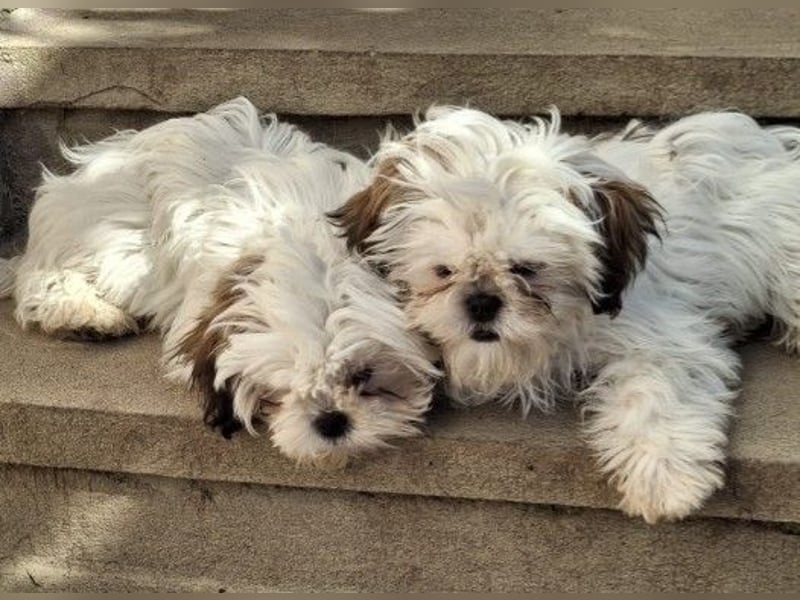 Freundliche, zauberhafte und liebe Lotti