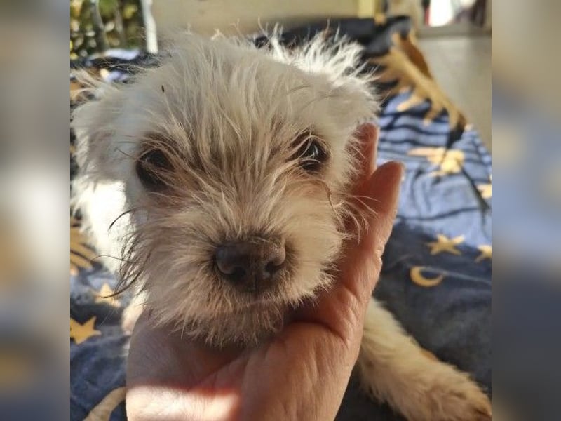 MARSHMALLOW - kleines, süßes Welpenmädchen sucht liebevolles Zuhause MARSHMALLOW - kleines, süßes Welpenmädchen sucht liebevolles Zuhause