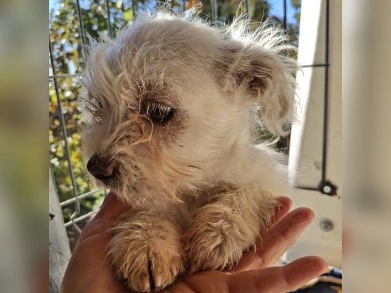 MARSHMALLOW - kleines, süßes Welpenmädchen sucht liebevolles Zuhause MARSHMALLOW - kleines, süßes Welpenmädchen sucht liebevolles Zuhause