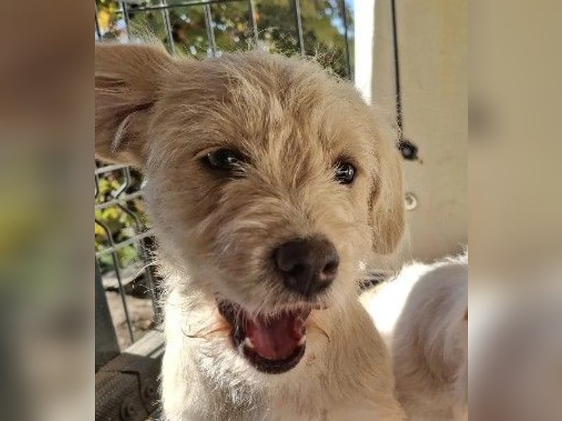 CHERIE - zauberhafte kleine Hündin sucht ihre Menschen CHERIE - zauberhafte kleine Hündin sucht ihre Menschen