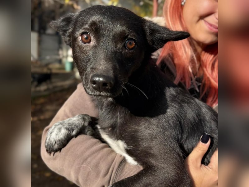 LIKA - menschenbezogene, sanfte Hündin sucht ihre Menschen