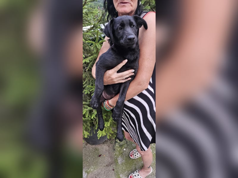 Hueco- verspielter Junghund