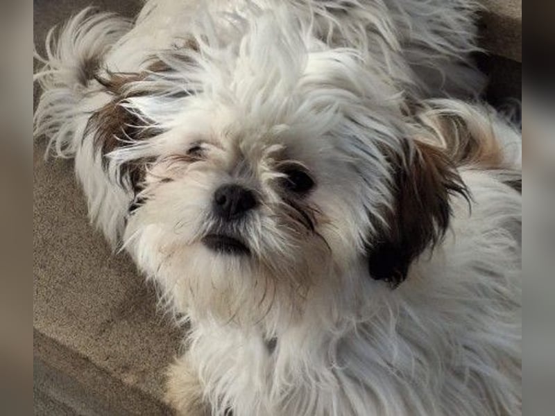 Freundliche, zauberhafte und liebe Lotti