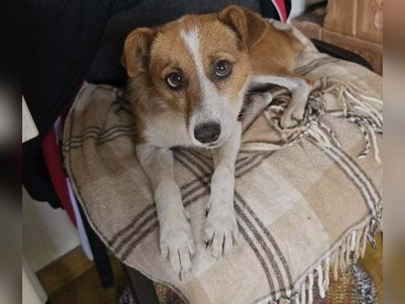 Verschmuste, liebenswerte Heidi sucht ihre Familie