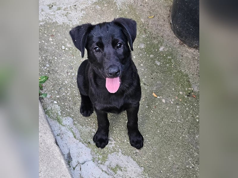 Hueco- verspielter Junghund