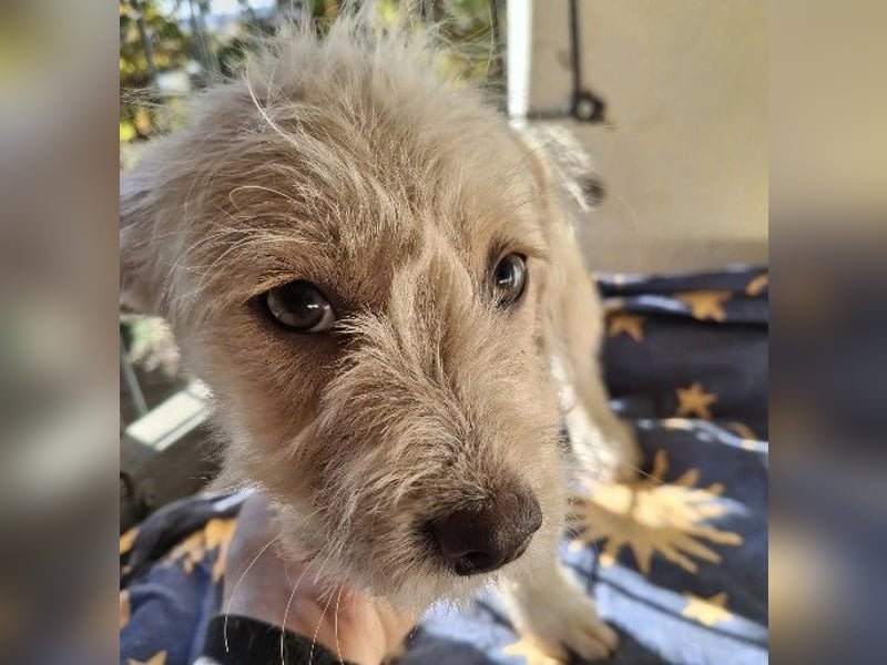 CHERIE - zauberhafte kleine Hündin sucht ihre Menschen CHERIE - zauberhafte kleine Hündin sucht ihre Menschen