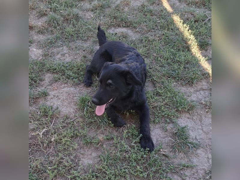 Hueco- verspielter Junghund