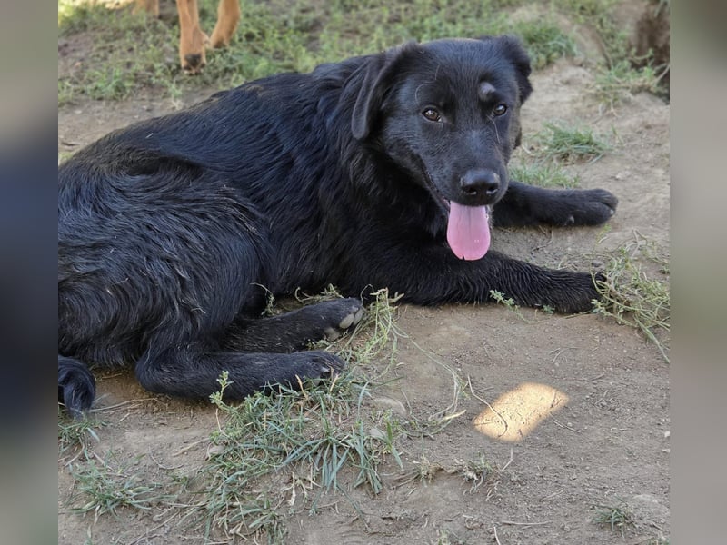 Hueco- verspielter Junghund