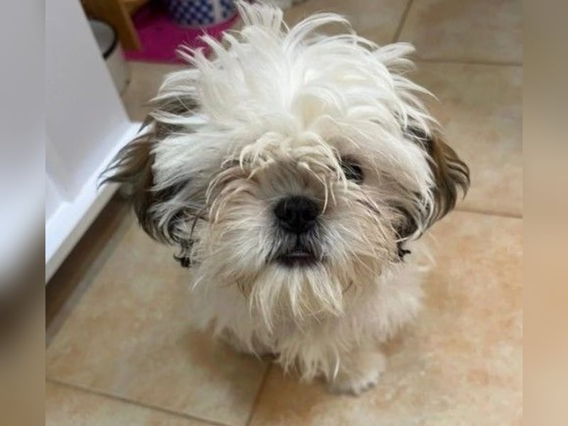 Freundliche, zauberhafte und liebe Lotti