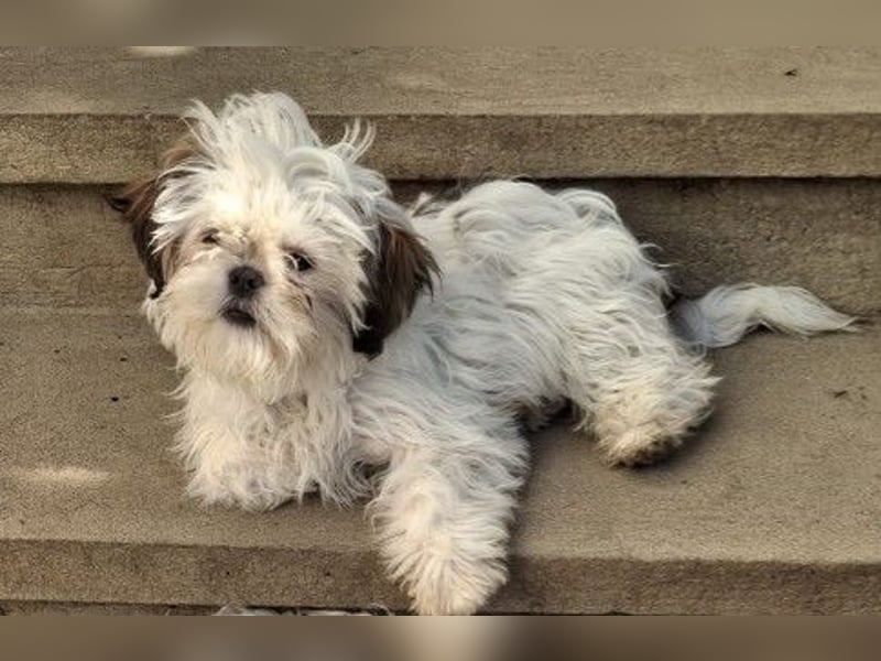 Freundliche, zauberhafte und liebe Lotti