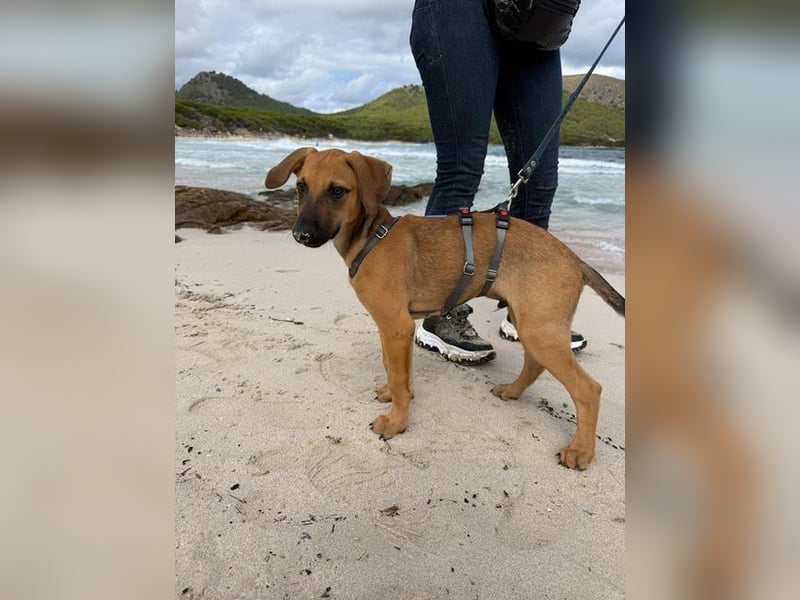 Lio ist ein anhänglicher Menschenfreund