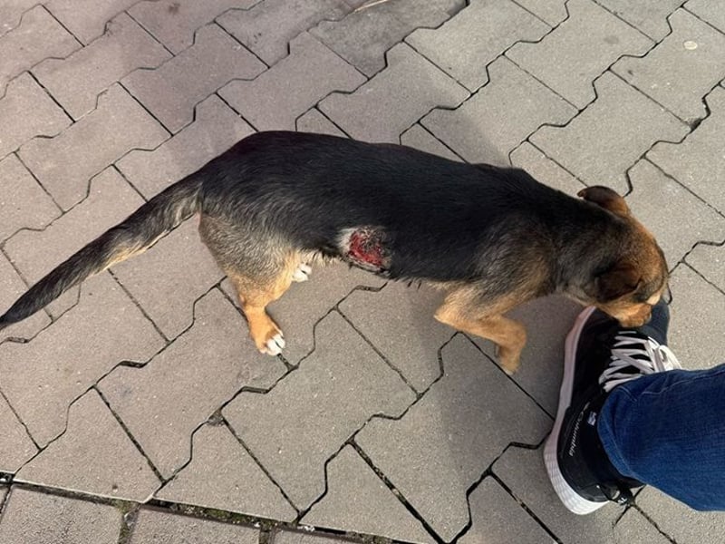 Luky C70 ist voller Lebensfreude