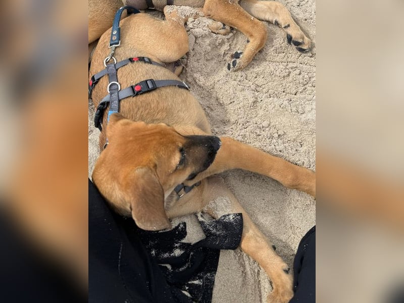 Lio ist ein anhänglicher Menschenfreund