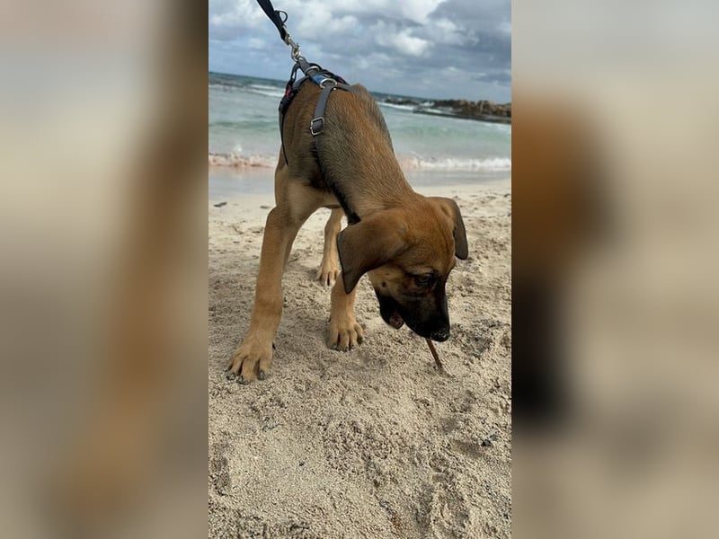 Lio ist ein anhänglicher Menschenfreund