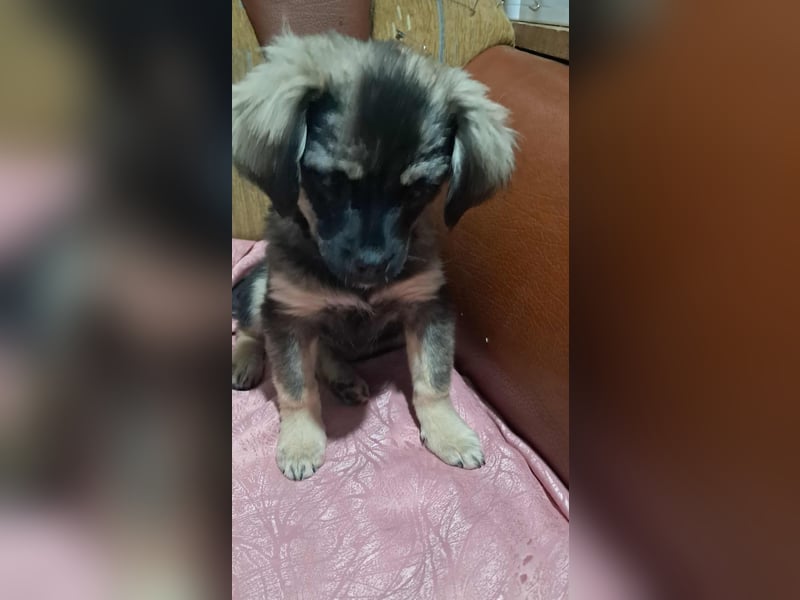 Nina, kleine Zuckerschnute sucht ihre Menschen