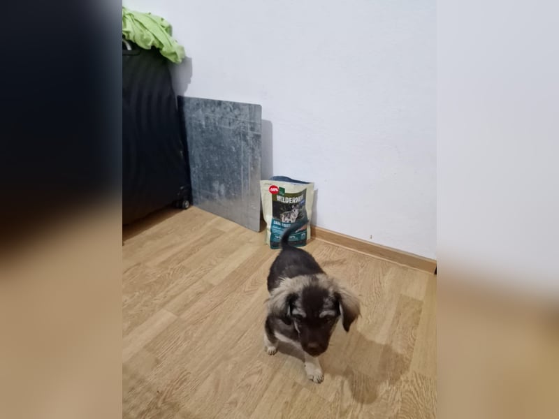Nina, kleine Zuckerschnute sucht ihre Menschen