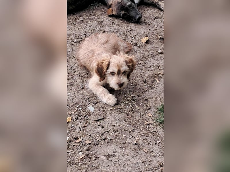 Nunu, klein, wuschelig, zuckersüß sucht sein Zuhause