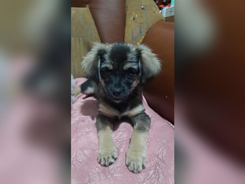 Nina, kleine Zuckerschnute sucht ihre Menschen